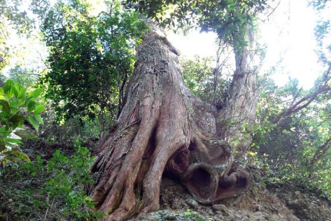 Loại gỗ quý hiếm top đầu Việt Nam nằm trong sách đỏ, thuộc nhóm 1 nguy cấp: Mùi thơm độc nhất vô nhị