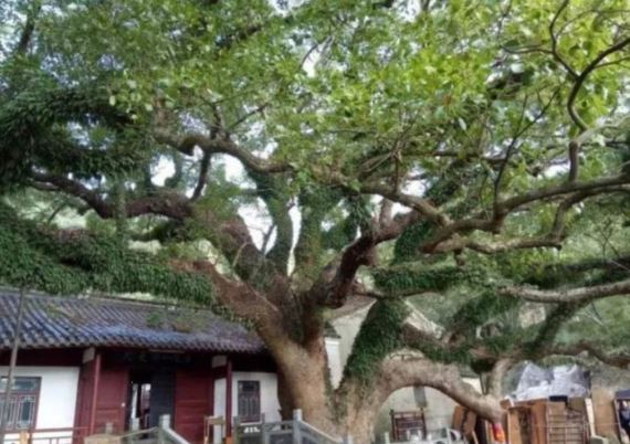 Loại cây từng chỉ còn duy nhất 1 cá thể trên thế giới: Được canh 24/24, phóng lên vũ trụ