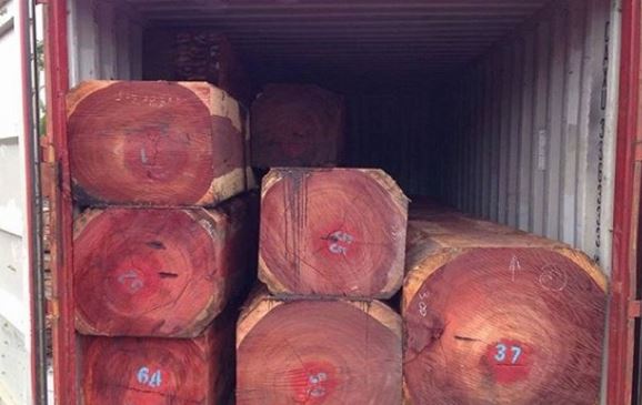 Loại gỗ quý như kim cương, trăm năm mới cao 1 tấc và được coi là ‘kho báu của thiên nhiên'