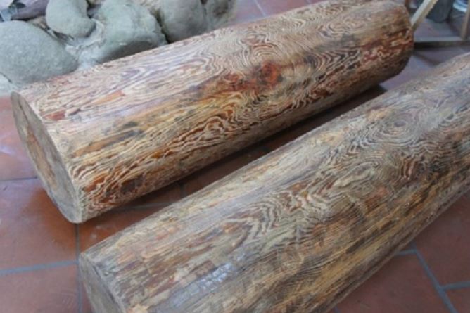 Loài gỗ quý Việt Nam chỉ 3 nước có: Giá 250 triệu/m2, suýt tuyệt chủng vì tin đồn chữa được ung thư