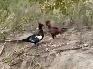 CLIP: Bất ngờ "lật ngược" thế cờ, gà trống khiến ngan phải bỏ chạy trong trận chiến căng thẳng