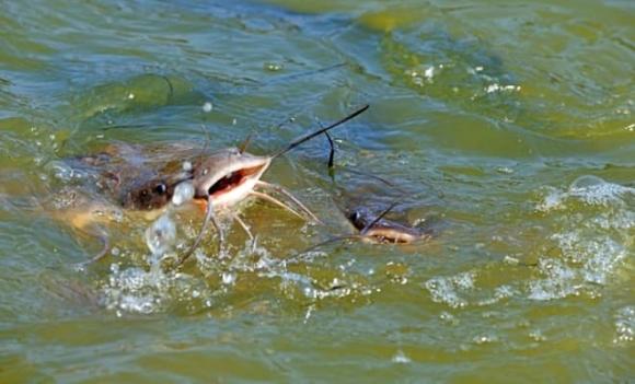 Phát hiện thứ kinh hoàng trong bụng cá trê được bắt dưới ao, ai nhìn cũng bị ám ảnh