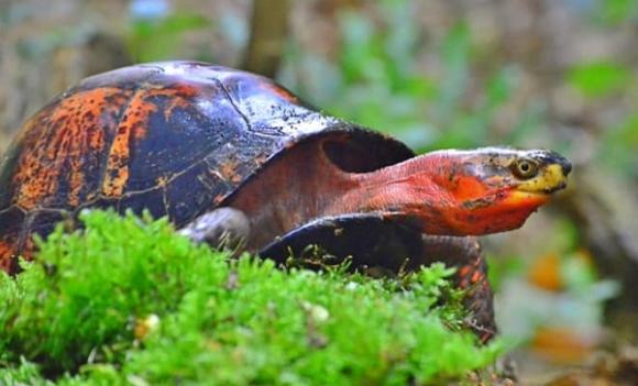 Bất ngờ loài vật quý hiếm của Việt Nam nằm trong top nguy cấp nhất thế giới, săn bắt có thể bị truy tố hình sự