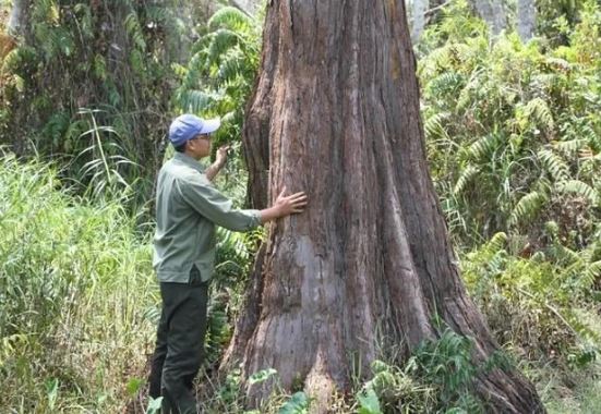 Gỗ quý hiếm của Việt Nam có tên trong Sách Đỏ giá 250 triệu/m2, được đồn chữa được bệnh ung thư