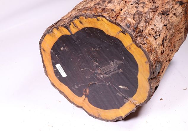 Loại gỗ có màu đen đắt đỏ nhất thế giới đang bị ‘đe dọa’: Giá hơn 2 tỷ 1 tấm, có khả năng chống cháy