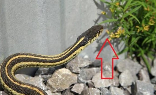 Hai lo&#x1EA1;i hoa khi&#x1EBF;n r&#x1EAF;n khi&#x1EBF;p s&#x1EE3;, tr&#x1ED3;ng m&#x1ED9;t c&#xE2;y trong nh&#xE0; r&#x1EAF;n s&#x1EBD; &#x27;ch&#x1EA1;y m&#x1EA5;t v&#xED;a&#x27;