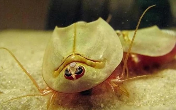 Loài hóa thạch sống sống sót qua 3 lần tuyệt chủng trong 400 triệu năm, giờ lại trở thành thức ăn cho gà, bạn có tin được không?