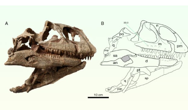 "Ông tổ" của siêu quái thú lộ diện ở Vân Nam - Trung Quốc