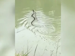 CLIP: Hổ mang chúa truy sát và nuốt chửng đồng loại