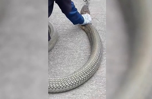 CLIP: Rắn hổ mang chúa “khủng” dài 3,4 mét gây hoảng loạn trong ngôi nhà