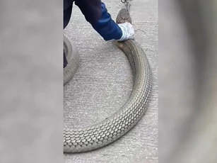 CLIP: Rắn hổ mang chúa “khủng” dài 3,4 mét gây hoảng loạn trong ngôi nhà