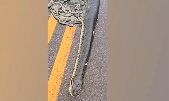 CLIP: Hãi hùng trước cảnh trăn Anaconda khổng lồ mang thai bị xe tải cán trên cao tốc, hàng chục con non rơi ra ngoài