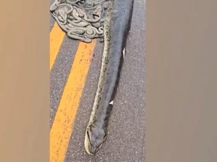 CLIP: Hãi hùng trước cảnh trăn Anaconda khổng lồ mang thai bị xe tải cán trên cao tốc, hàng chục con non rơi ra ngoài
