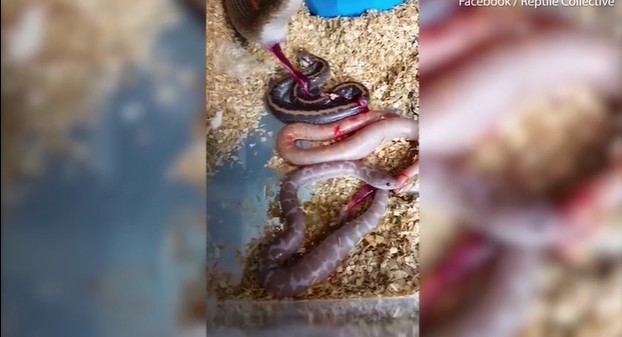 CLIP: Rùng mình trước cảnh trăn mẹ "khổng lồ" hạ sinh con