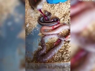 CLIP: Rùng mình trước cảnh trăn mẹ "khổng lồ" hạ sinh con