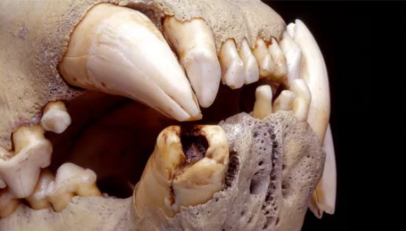 Bí ẩn về sư tử ăn thịt người Tsavo: DNA hé lộ những sự thật kinh ngạc