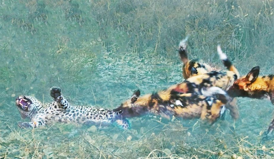 CLIP: Báo hoa mai sát hại chó hoang con và cái kết thê thảm cho kẻ ‘sát nhân’