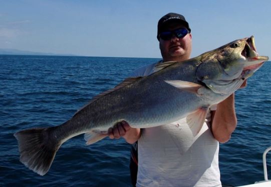 Loài cá kỳ lạ nhất hành tinh, mỗi lần ‘động tình’ lại khiến cá heo bị điếc, phổ biến tại Việt Nam