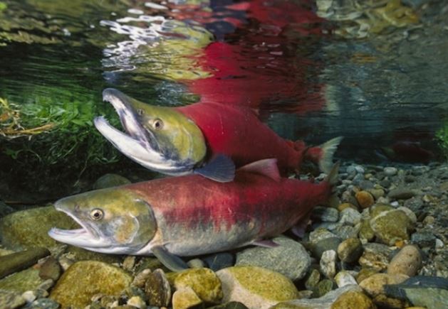 Loài vật duy nhất có khả năng khiến Trái đất rung chuyển mỗi khi ân ái, được nuôi nhiều ở Việt Nam