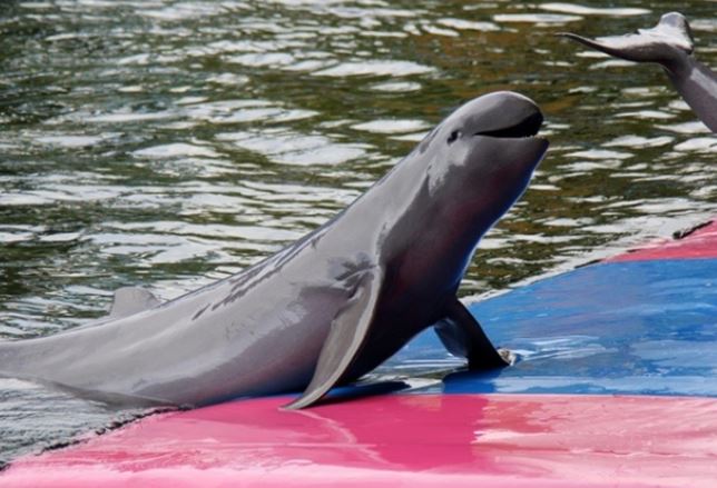 Bí ẩn loài cá từng bị nghi tuyệt chủng bỗng xuất hiện ở Việt Nam 4 năm trước: Rất quý hiếm, mua bán sẽ bị xử lý hình sự