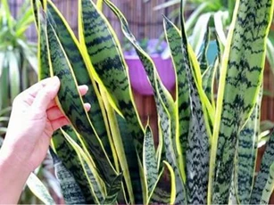 Khi trồng cây lưỡi hổ, bạn chỉ cần thực hiện 'bốn điều' đơn giản, lá sẽ dày và có nhiều chồi non mọc lên tua tủa
