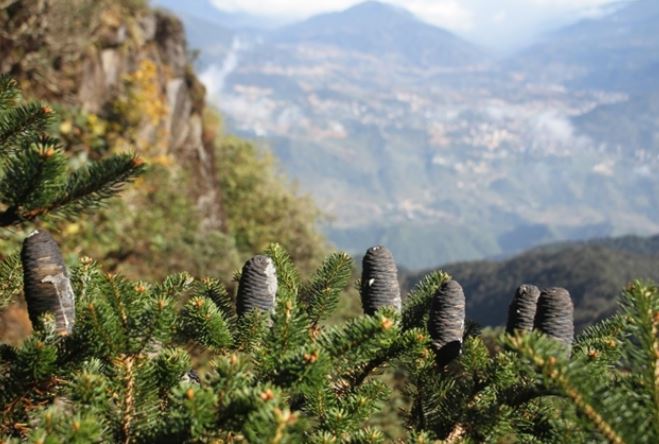 Danh mộc quý giá chỉ Việt Nam sở hữu: Thuộc sách đỏ, thế giới cấm khai thác, được bảo vệ nghiêm ngặt