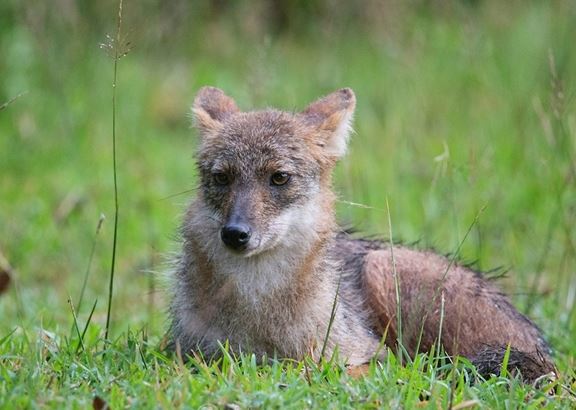 Loài thú hoang dã quý hiếm của Việt Nam: Cực khó bắt gặp, rợn người tập tính kỳ dị vào đêm trăng rằm