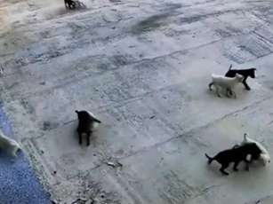CLIP: "Cuộc đại chiến chưa từng có" giữa băng chó đen và chó trắng