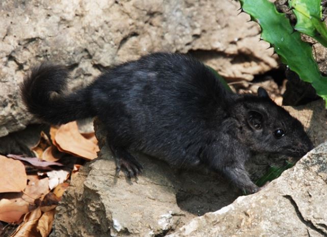 Loài thú cổ tuyệt chủng 11 triệu năm bỗng hồi sinh kỳ diệu ở Việt Nam 12 năm trước, khiến cả thế giới chấn động