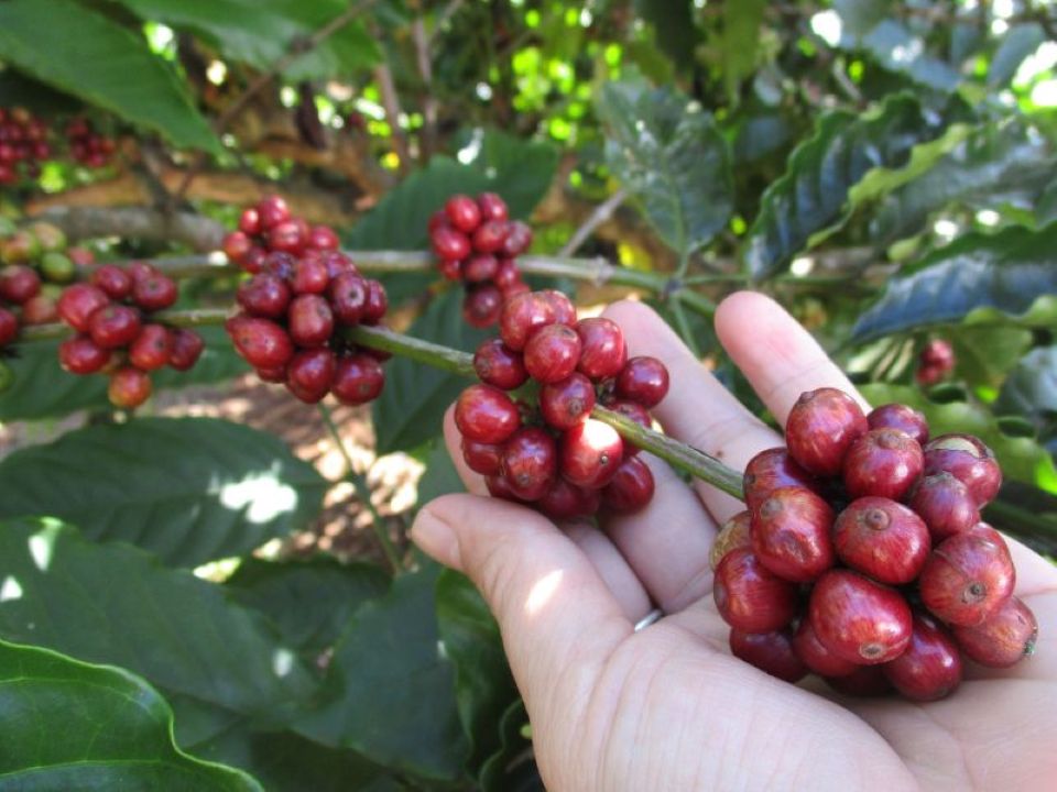 Giá nông sản ngày 14/1/2025: Cà phê giảm sâu, hồ tiêu giữ mức ổn định 