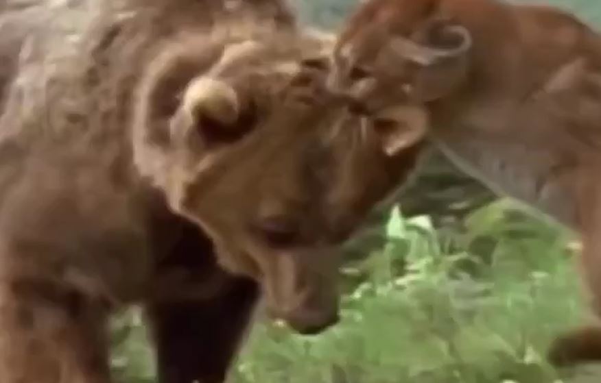 CLIP: Báo sư tử tử chiến với gấu xám Bắc Mỹ 'khổng lồ', thành công đánh đuổi kẻ thù để bảo vệ đàn con non