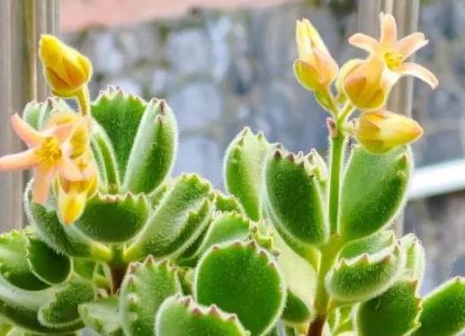 5 loại hoa bị người khác không thích, chúng có ý nghĩa xấu và gây khó chịu, hãy tránh xa nếu gặp ở chợ hoa