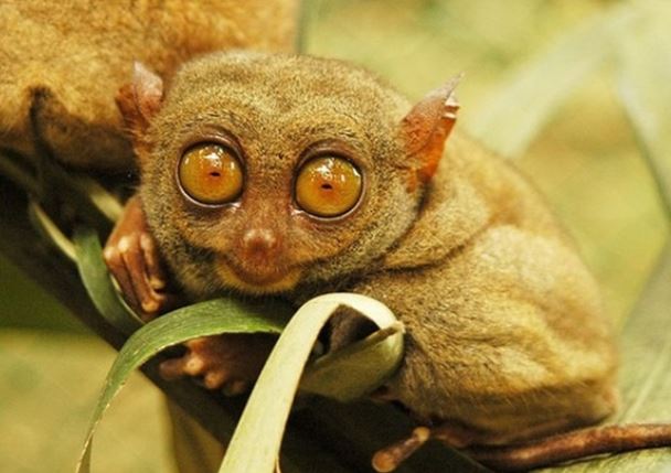 10 loài động vật vô giá của nhân loại: 1 loại đặc biệt hiếm đã biến mất ở Việt Nam trong tiếc nuối