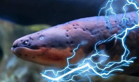 Bí ẩn loại cá dài đến 2m là 'quái vật Amazon': Phóng điện 860 Volt hạ gục cá sấu, có khả năng gây tử vong cho người