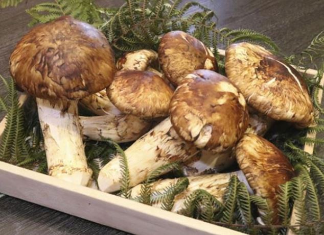 Việt Nam sở hữu loại nấm cực quý hiếm, đắt đỏ nhất thế giới, có khả năng ẩn mình như tắc kè