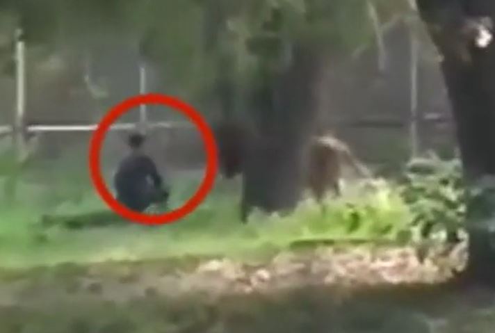 CLIP: Thanh niên chơi dại leo vào chuồng 'tâm sự' với sư tử rồi nhận cái kết không ai tin