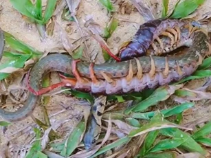 CLIP: Cuộc đối đầu kịch tính giữa rắn và rết, cái kết đầy bất ngờ