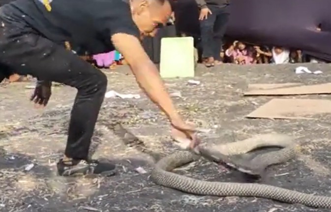 CLIP: Chọc tức hổ mang chúa, người đàn ông nhận cái kết đắng cho hành động liều lĩnh của mình