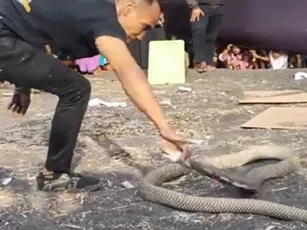 CLIP: Chọc tức hổ mang chúa, người đàn ông nhận cái kết đắng cho hành động liều lĩnh của mình