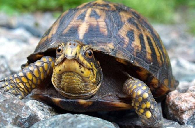 5 loài vật ‘trường sinh bất lão’, có khả năng ‘cải lão hoàn đồng’: 1 loài là linh vật của Việt Nam