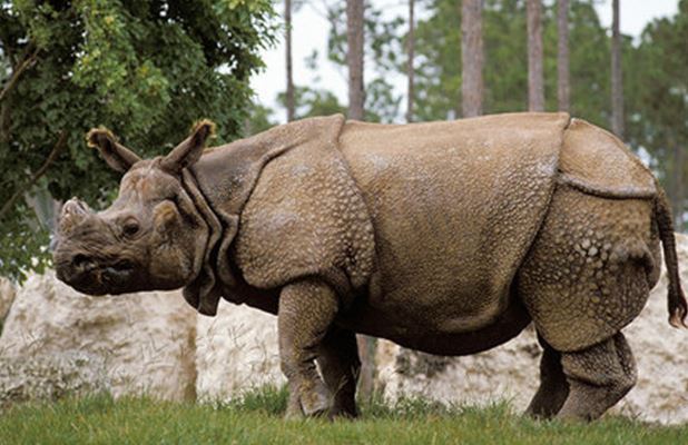 Khám phá 10 loại thú quý hiếm nhất trong sách đỏ, được cả thế giới chung tay bảo tồn: Có 1 loại đã bị tuyên bố tuyệt chủng ở Việt Nam