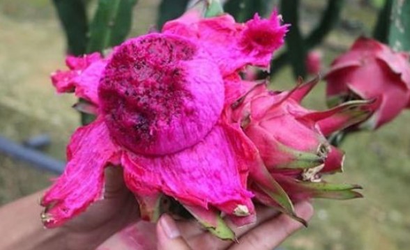 Đừng vội vứt vỏ thanh long! Bạn sẽ không ngờ nó lại có tác dụng đến vậy, giải quyết được vấn đề của nhiều người