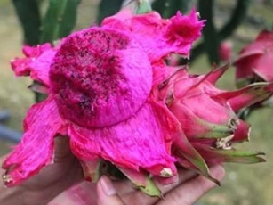 Đừng vội vứt vỏ thanh long! Bạn sẽ không ngờ nó lại có tác dụng đến vậy, giải quyết được vấn đề của nhiều người