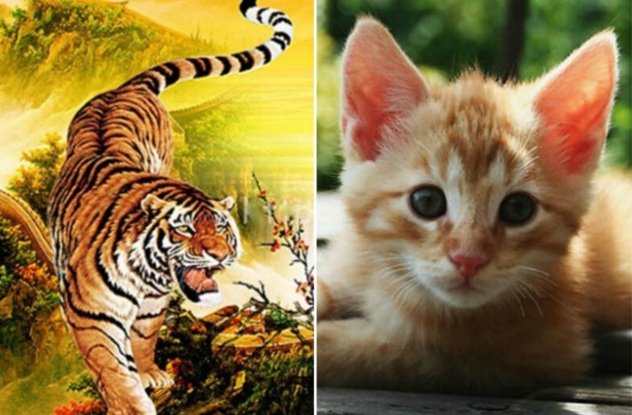 Tử vi ngày 15/1/2025 của 12 con giáp: May mắn đến với tuổi Dần, tuổi Mão cẩn trọng thận trọng