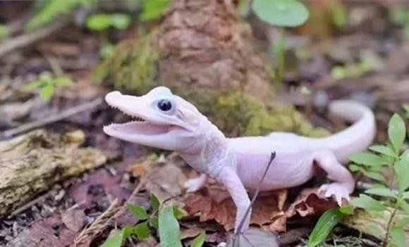 Bí ẩn loài cá sấu quý hiếm nhất thế giới, đôi mắt xanh như pha lê, vảy trắng, có giá 'trên trời'