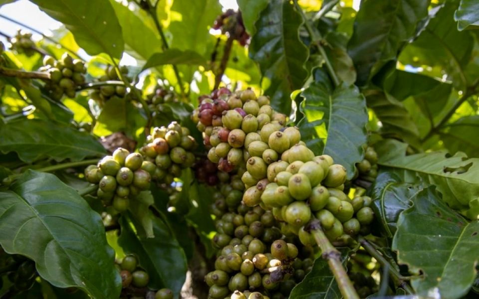 Giá nông sản ngày 15/1/2025: Hồ tiêu và cà phê tiếp tục giảm mạnh 