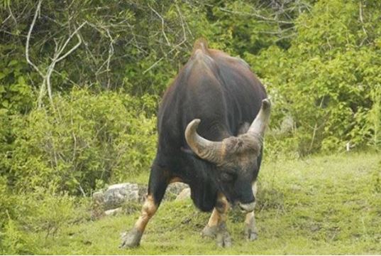 Việt Nam có loại bò lớn nhất thế giới sắp tuyệt chủng: Nặng đến 2 tấn, túi mật có giá 60 triệu, chỉ còn 300 cá thể