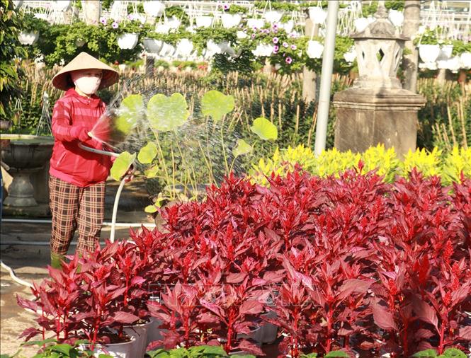 Xuân sớm trên những làng hoa  