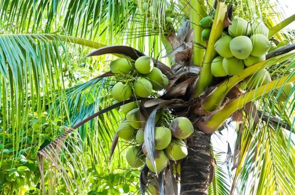 Cây dừa 'bất thường' nhất thế giới không cho ra một trái dừa nào nhưng lại nuôi sống hàng triệu người