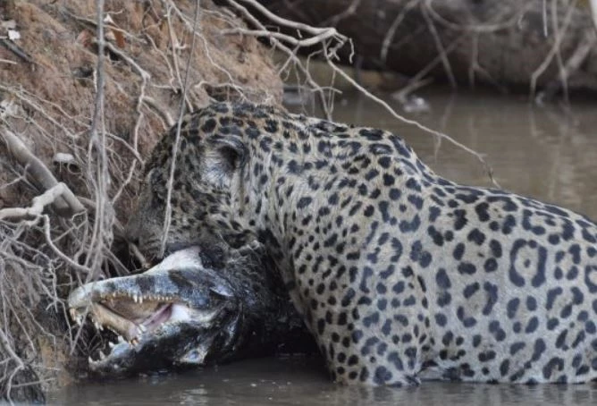 Báo đốm săn cá sấu Caiman.